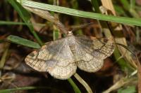 Stegania trimaculata