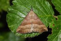 Hypena proboscidalis