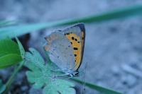 Lycaena phlaeas
