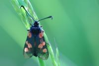 Zygaena trifolii