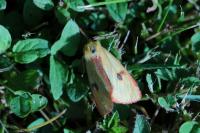 Diacrisia sannio