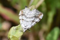 Aplocera efformata