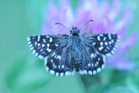 Pyrgus malvae
