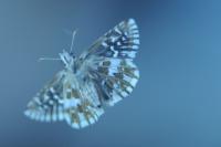 Pyrgus malvae