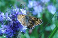 Melitaea cinxia