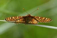 Euphydryas aurinia