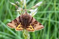 Euclidia glyphica