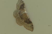 Idaea degeneraria