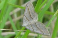 Scotopteryx