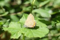 Satyrium pruni