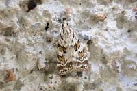Scoparia pyralella