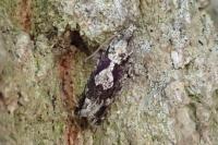 Zeiraphera isertana