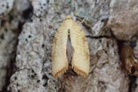 Aleimma loeflingiana