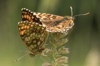 Melitaea athalia