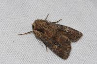 Mesapamea secalella/secalis