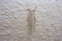 Eilema caniola