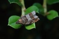 Ancylis achatana