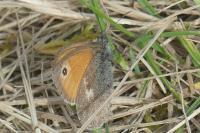 Coenonympha pamphilus