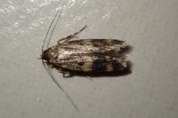 Oegoconia