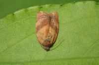 Cacoecimorpha pronubana