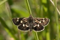 Eurrhypis pollinalis