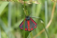 Tyria jacobaeae
