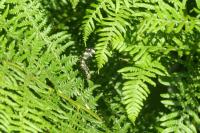 Lomaspilis marginata