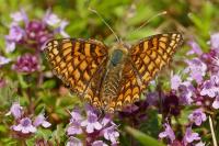 Melitaea phoebe
