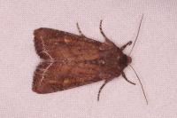 Lacanobia oleracea