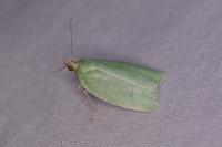 Tortrix viridana