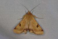 Heliothis peltigera