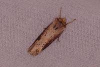 Axylia putris