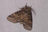 Gluphisia crenata
