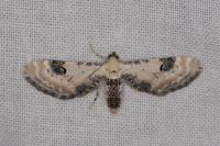 Eupithecia centaureata