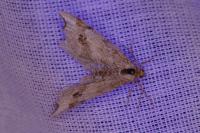 Macaria alternata