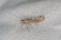 Plutella xylostella