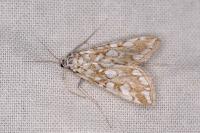 Elophila nymphaeata