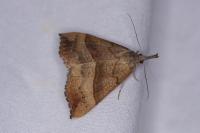Hypena proboscidalis