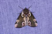 Thyatira batis