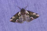 Thyatira batis