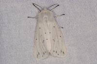 Spilosoma lubricipeda