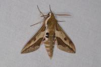 Hyles euphorbiae