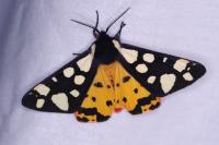 Arctia villica