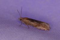 Eucosma cana