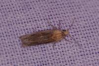 Eucosma cana