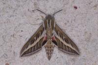 Hyles livornica