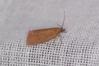Celypha rosaceana
