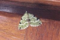 Colostygia pectinataria