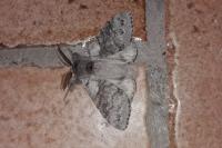 Calliteara pudibunda