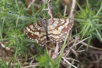 Ematurga atomaria